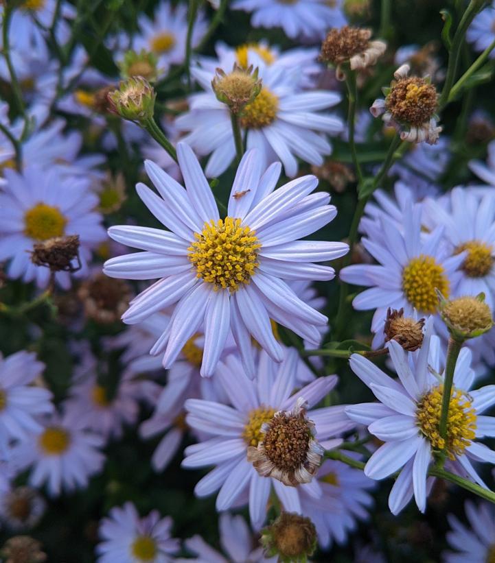 1G Kalimeris Incisa 'Blue Star' - Japanese Aster - 1022902