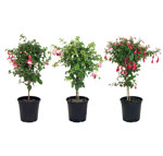 7.5" Fuchsia Tree Standard Assorted - P0800