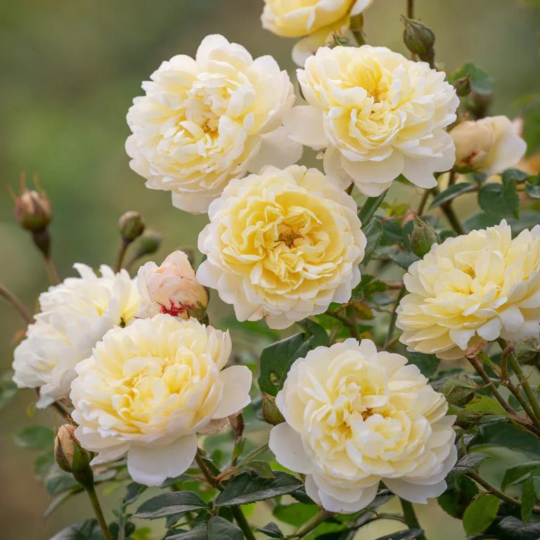 3G David Austin Rose Bush - 'NYE Bevan' Pale Yellow - 2090