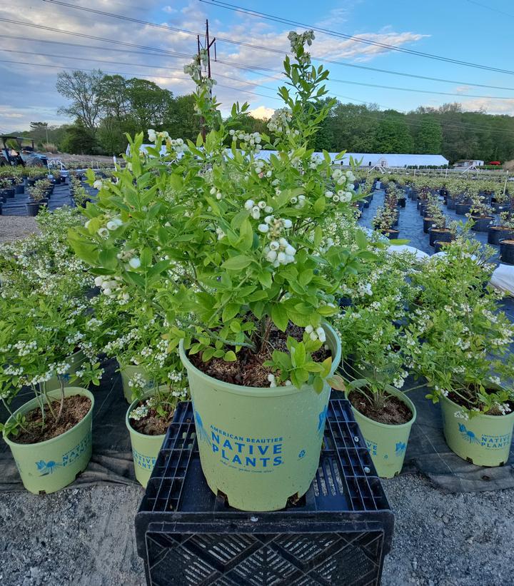 2G Vaccinium Corymbosum 'Northland' - Blueberry Bush - 1003468