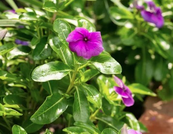 804 Vinca 4 Pack