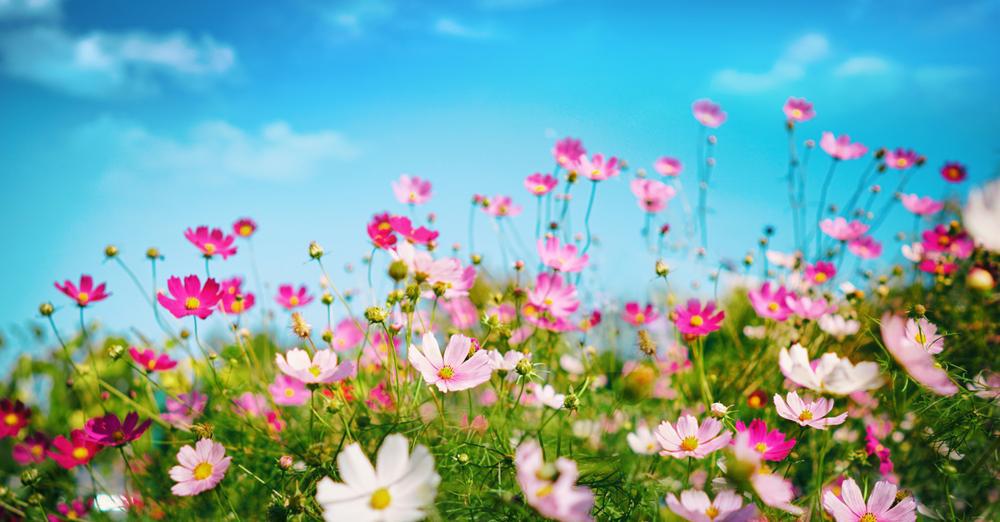 804 Cosmos 4 Pack