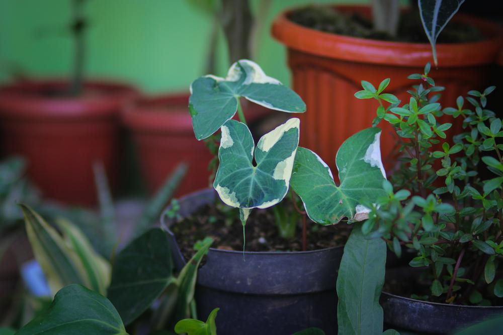 4" Xanthosoma (Elephant Ears) - Mickey Mouse