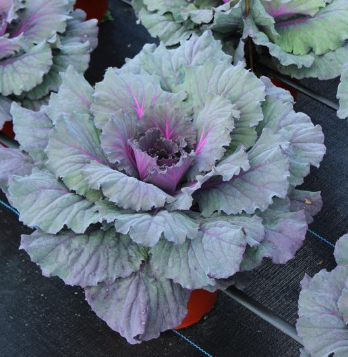 9" Ornamental Flowering Cabbage - Pigeon Red