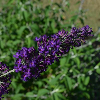 3G Buddleia Davidii 'Groovy Grape' - Butterfly Bush - 1013629