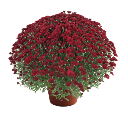 12" TP Mum Patio Pot - Selena Red