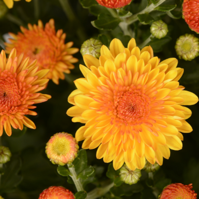 9" Mum - Cheryl Golden