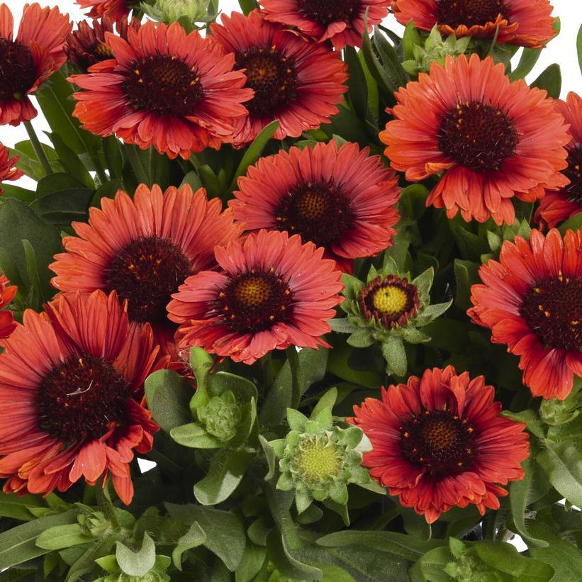 1G Gaillardia Spintop 'Red' - Blanket Flower - 1015311