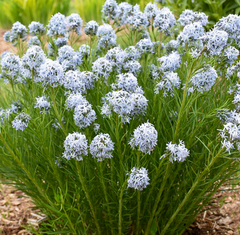 1G PW Amsonia - String Theory