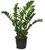 8" Zamioculcas Zamiifolia - Green - T2535