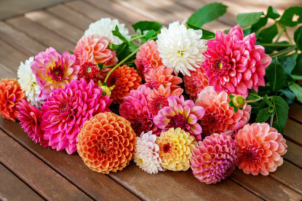 8" Dahlia