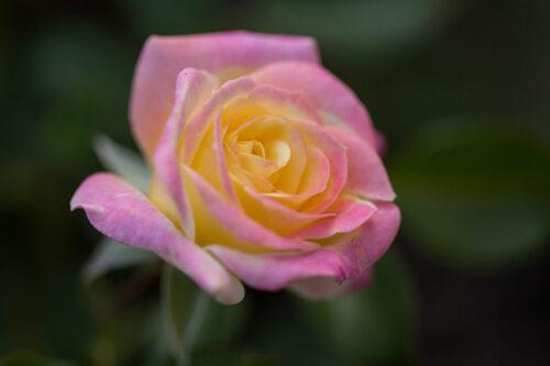 3G Easy Elegance Rose Bush - 'Music Box' Yellow Pink - 2420