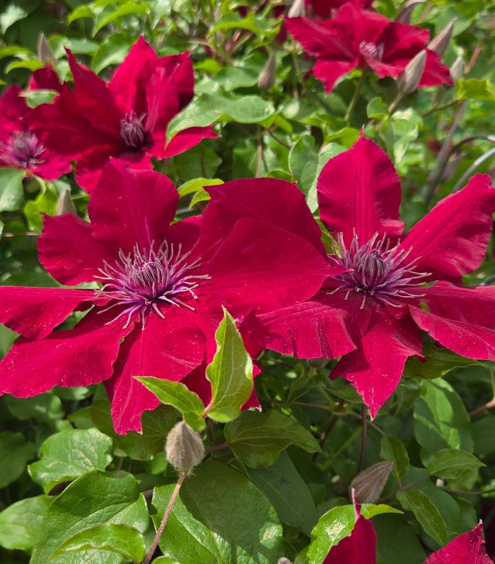 8" Clematis 'Nubia' - 1012210