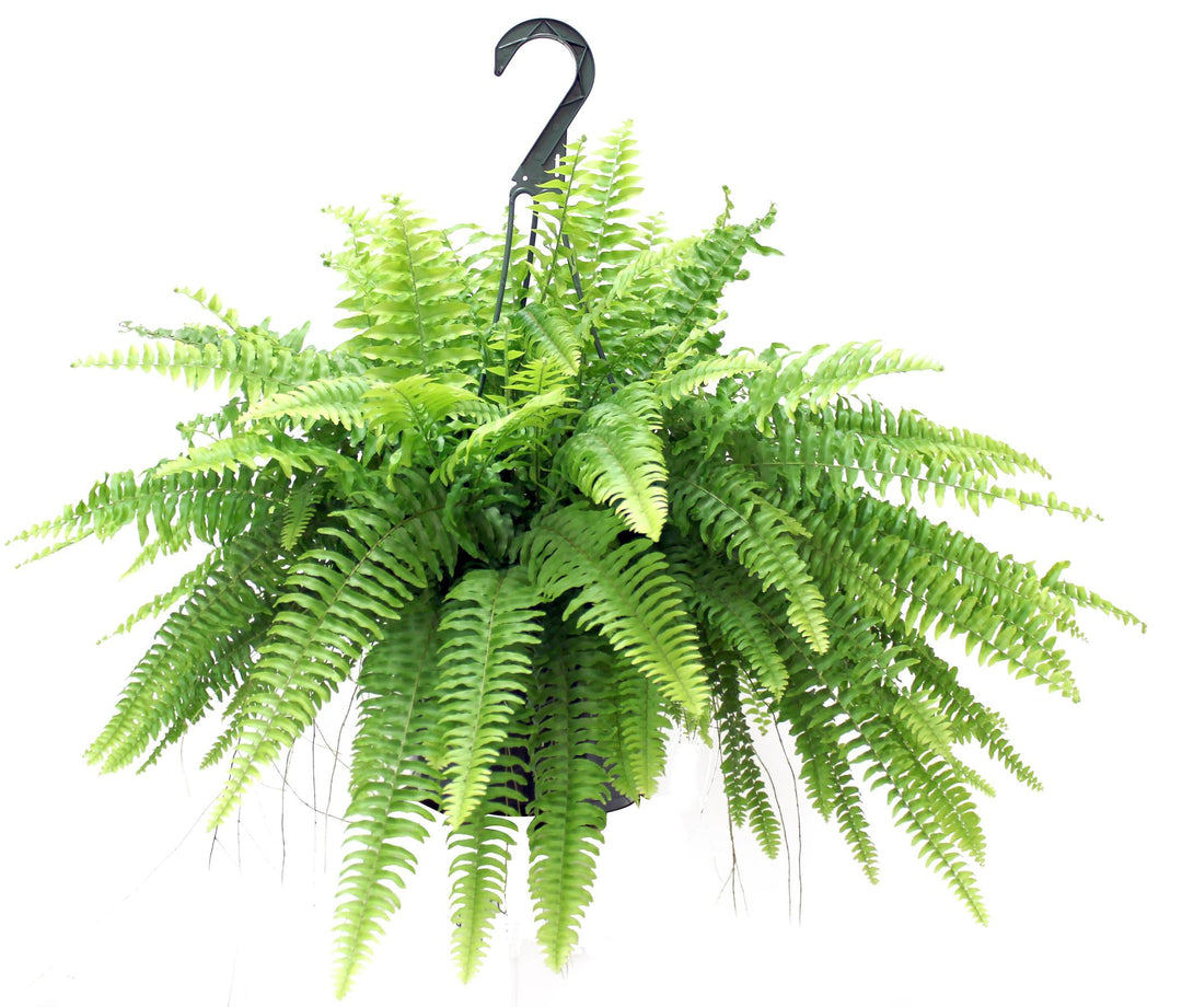 8.5" HB Fern Boston G2400 T1609