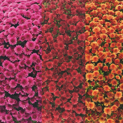 9" Combination Mum # 17 - Jasoda Purple / Jasoda Red / Jasoda Orange