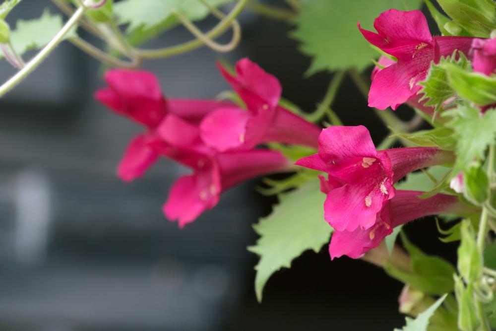 10" HB Lophospermum Hanging Basket (Lofos) KF