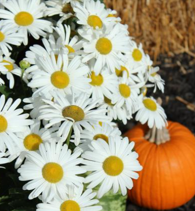 9" Montauk Daisy