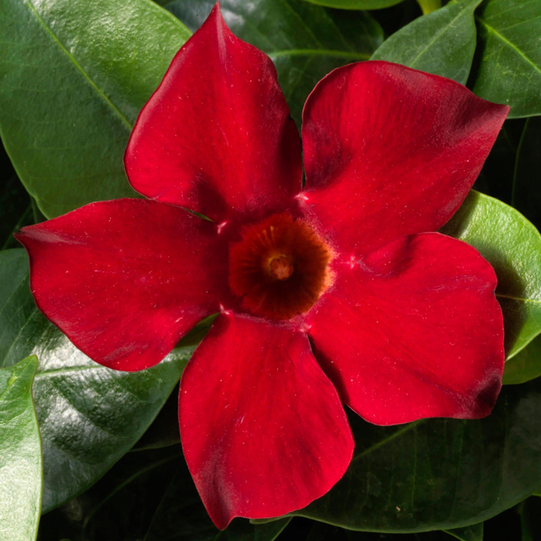 4.5" Mandevilla - Madinia - Deep Red