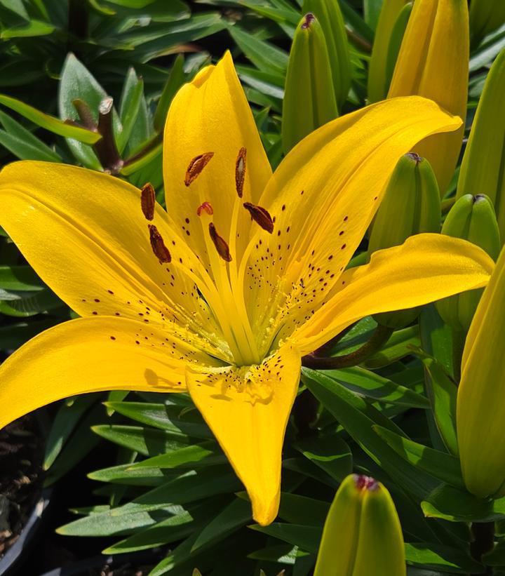 1G Lilium Fantasiatic 'Yellow' - Lily - 1021908