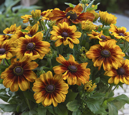 9" Rudbeckia Sunbeckia Luna - Black-Eyed Susan