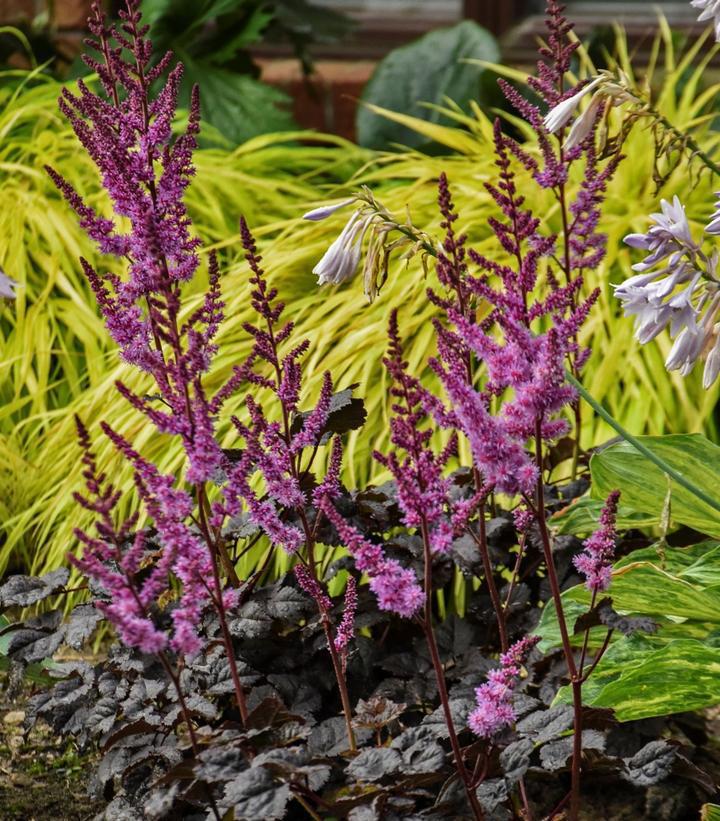 2G Astilbe "Dark Side of the Moon" - 1021111