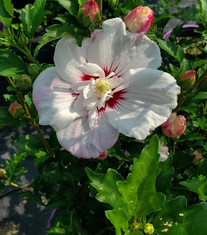 3G Hibiscus Syriacus Fiji - Rose of Sharon - 1005745