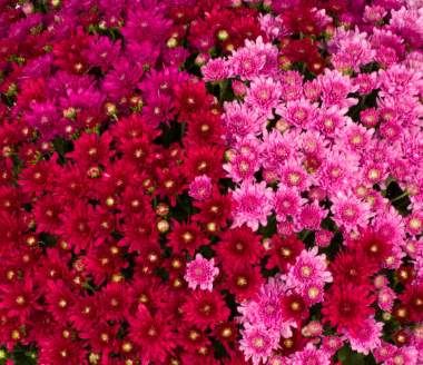 9" Combination Mum # 23 - Wanda Red / Wanda Lavender / Wanda Purple