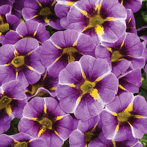 Quart PW Calibrachoa Superbells - Evening Star