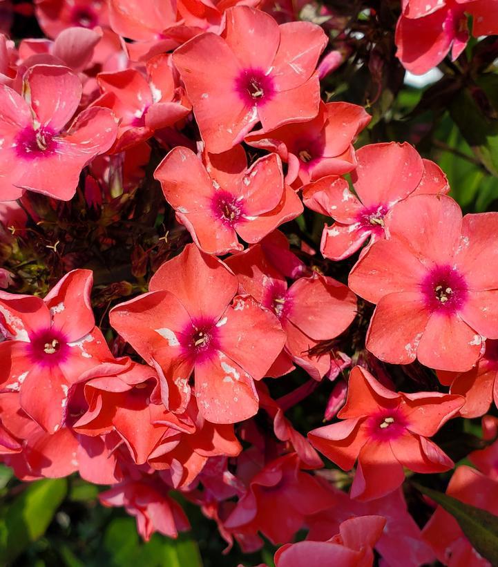8" Phlox Paniculata 'Coral Creme Drop' - Garden Phlox - 1009849