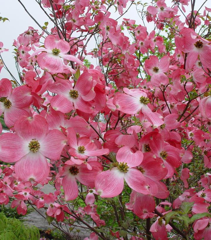 15G CORNUS FLORIDA `CHEROKEE BRAVE` 1003504 DISSVF
