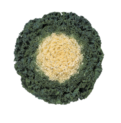 6" Ornamental Flowering Kale - Kamome White