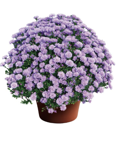 9" Aster - Peter III Blue