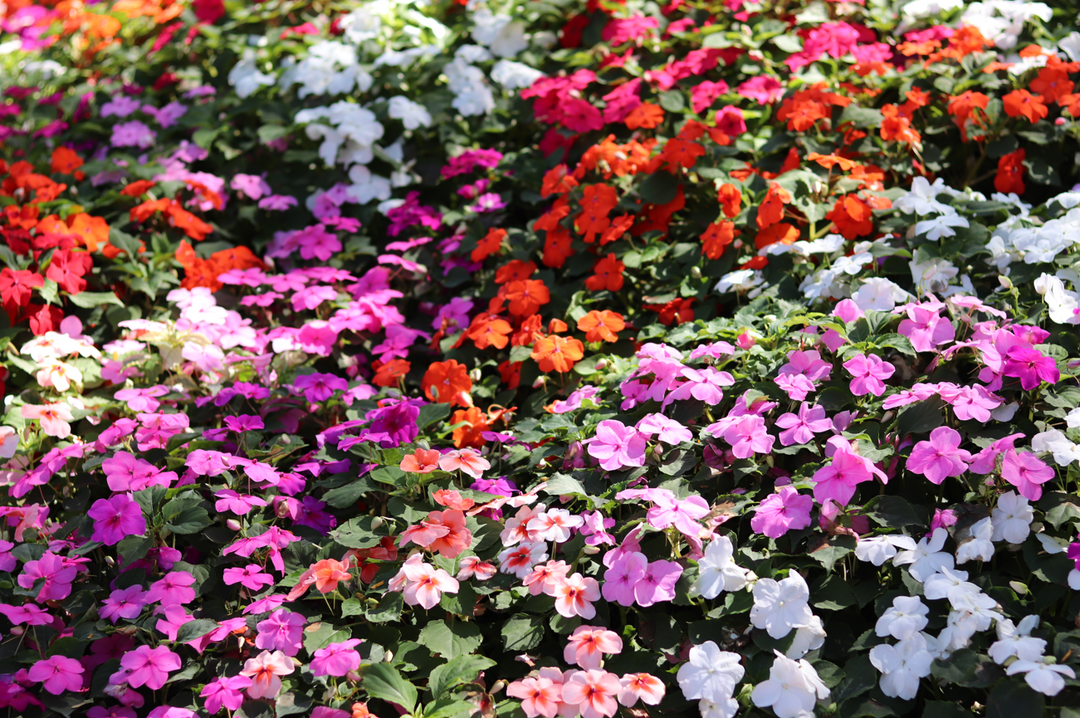 10" HB Impatiens Hanging Basket