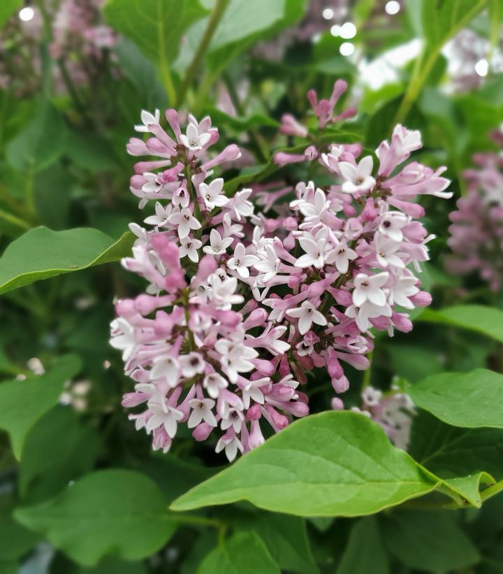5G Syringa X 'Baby Kim' - Lilac - 1020270
