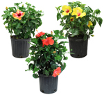 10" Hibiscus Bush - VT5003