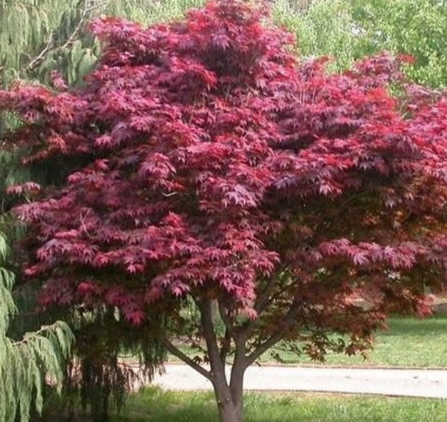 10G Acer Palmatum Red Emperor 1 Japanese Maple Tree 5/6' - 01490-1650 - AP1802PP5F