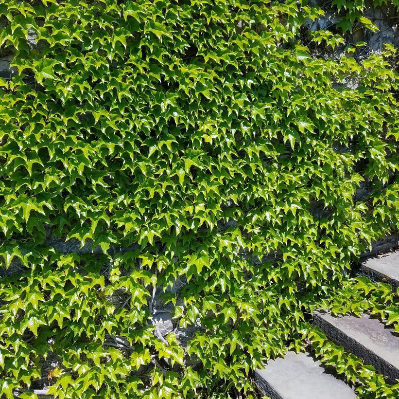 3G Parthenocissus tricuspidata Boston Ivy (Japanese Ivy, Japanese Creeper)