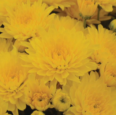 12" TP Mum Patio Pot - Gold Cup Yellow