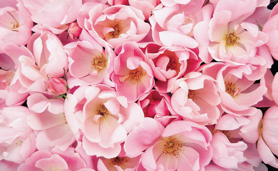 2G Knock Out Rose Bush - 'Blushing' Light Pink - 2600