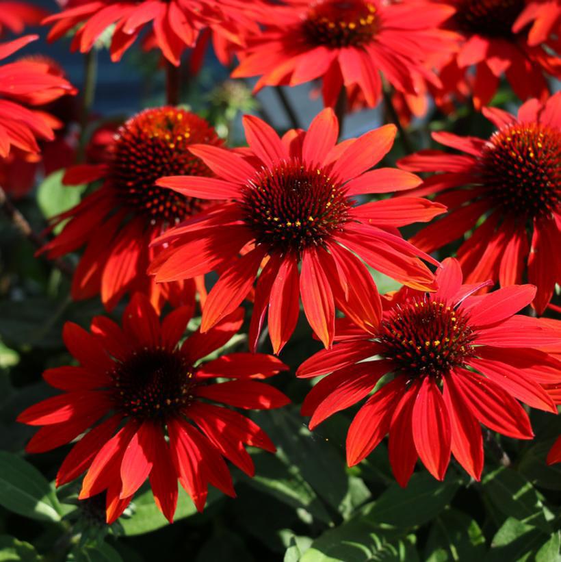 1G Echinacea Sombrero 'Sangrita' - Coneflower - 1013372