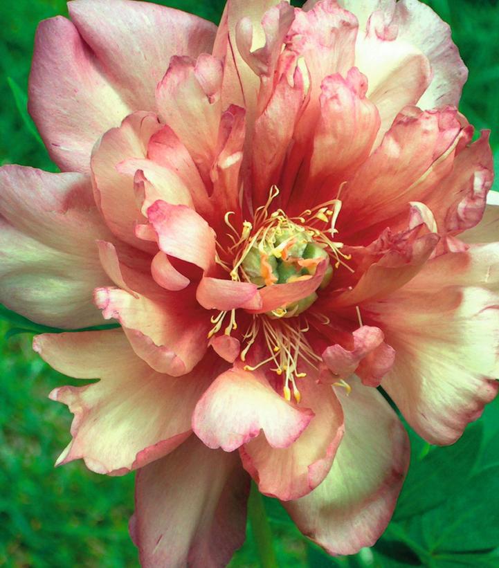 3G Paeonia X ITOH 'Julia Rose' - Peony - 1021725 DISSVF