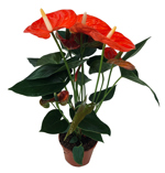 5" Anthurium Orange - T4673