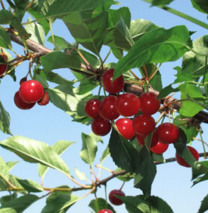 5G Sour Cherry Tree - North Star - 5480