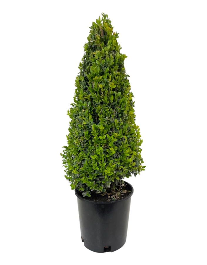 6G Buxus Microphylla Variegated Korean Boxwood Green Mountain Cone 21/24" - 20003-089ADD - BX0701P21