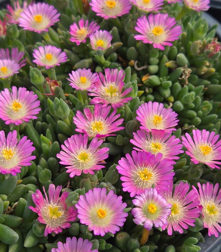 1G Delosperma Jewel of Desert 'Rose Quartz' - Hardy Iceplant - 1015294