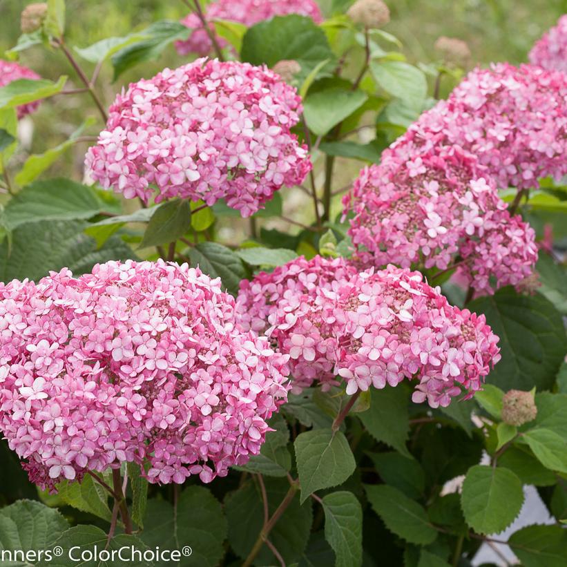 3G Hydrangea Arborescens Invincibelle 'Spirit Ⅱ' - 1008050