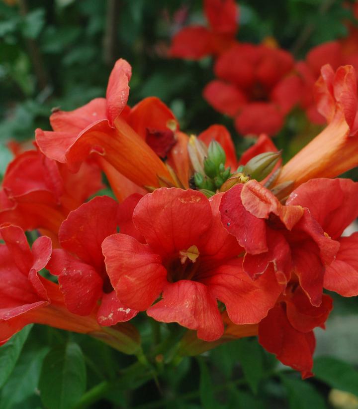 1G Campsis X Tag. Summer Jazz Fire - Trumpet Vine - 1010676