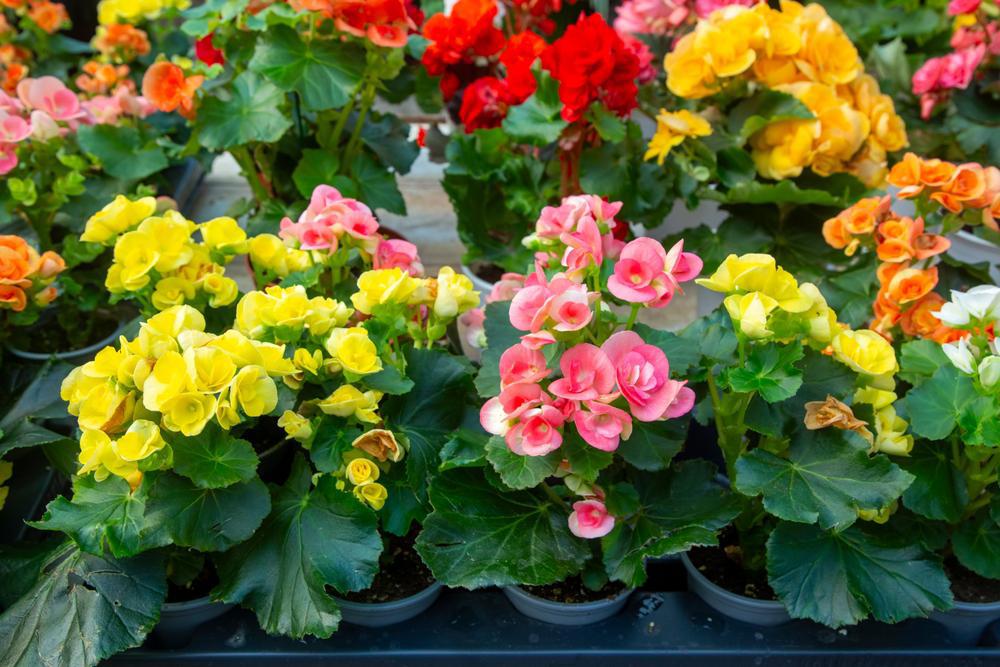 4" Begonia - Elatior