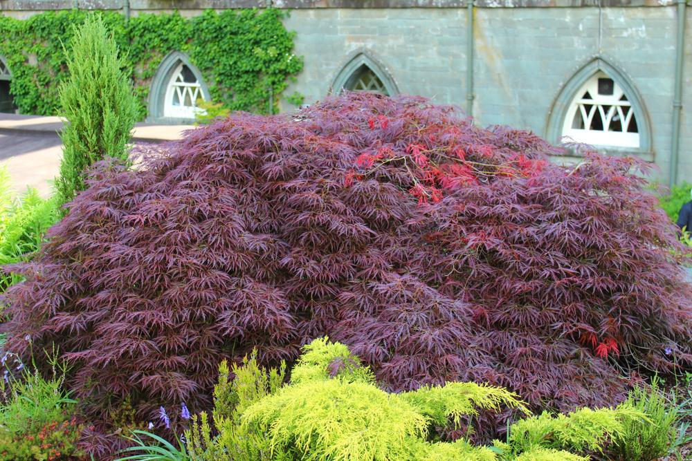 #5 Acer palmatum dissectum 'Garnet' Garnet Threadleaf Japanese Maple