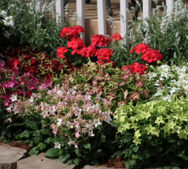 804 Nicotiana Alata - Starmaker Mix - 4 Pack